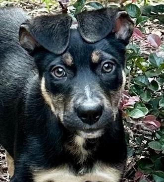 Enlarge DENNY (GA), a Adoptable mixed breed in Thompson, PA image 4/4