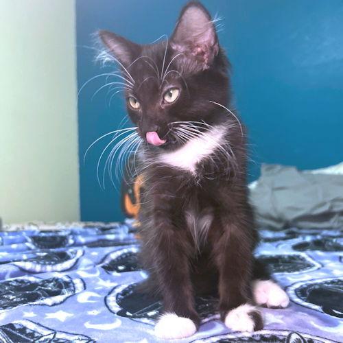 Ambrose, Adoptable, Young Male Tuxedo.