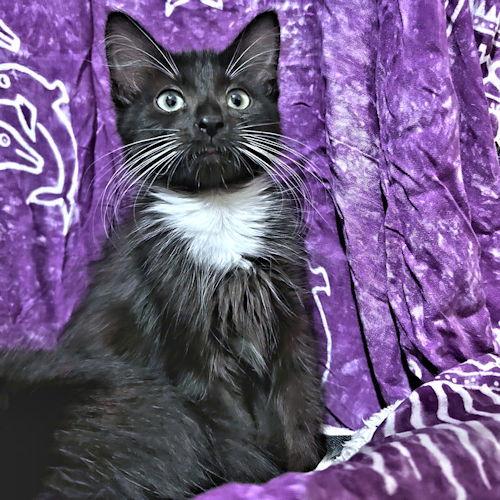 Enlarge Ambrose, a Adoptable Tuxedo in Rutherfordton, NC image 2/3