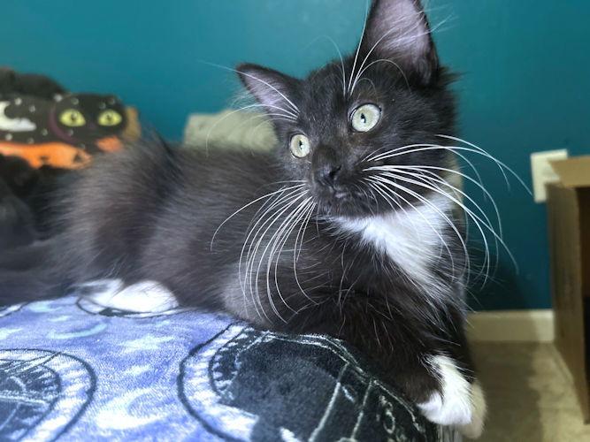 Enlarge Ambrose, a Adoptable Tuxedo in Rutherfordton, NC image 3/3