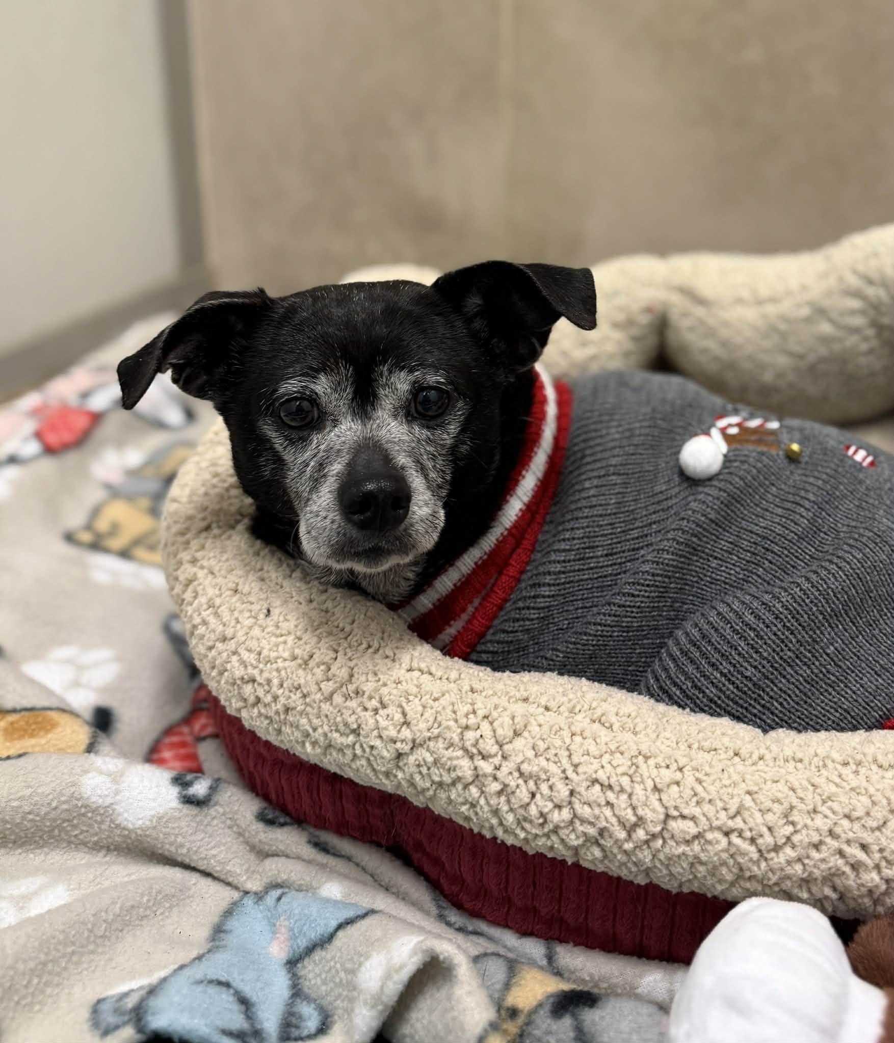 Enlarge Gaeley, a Adoptable mixed breed in Elizabethtown, NY image 1/1