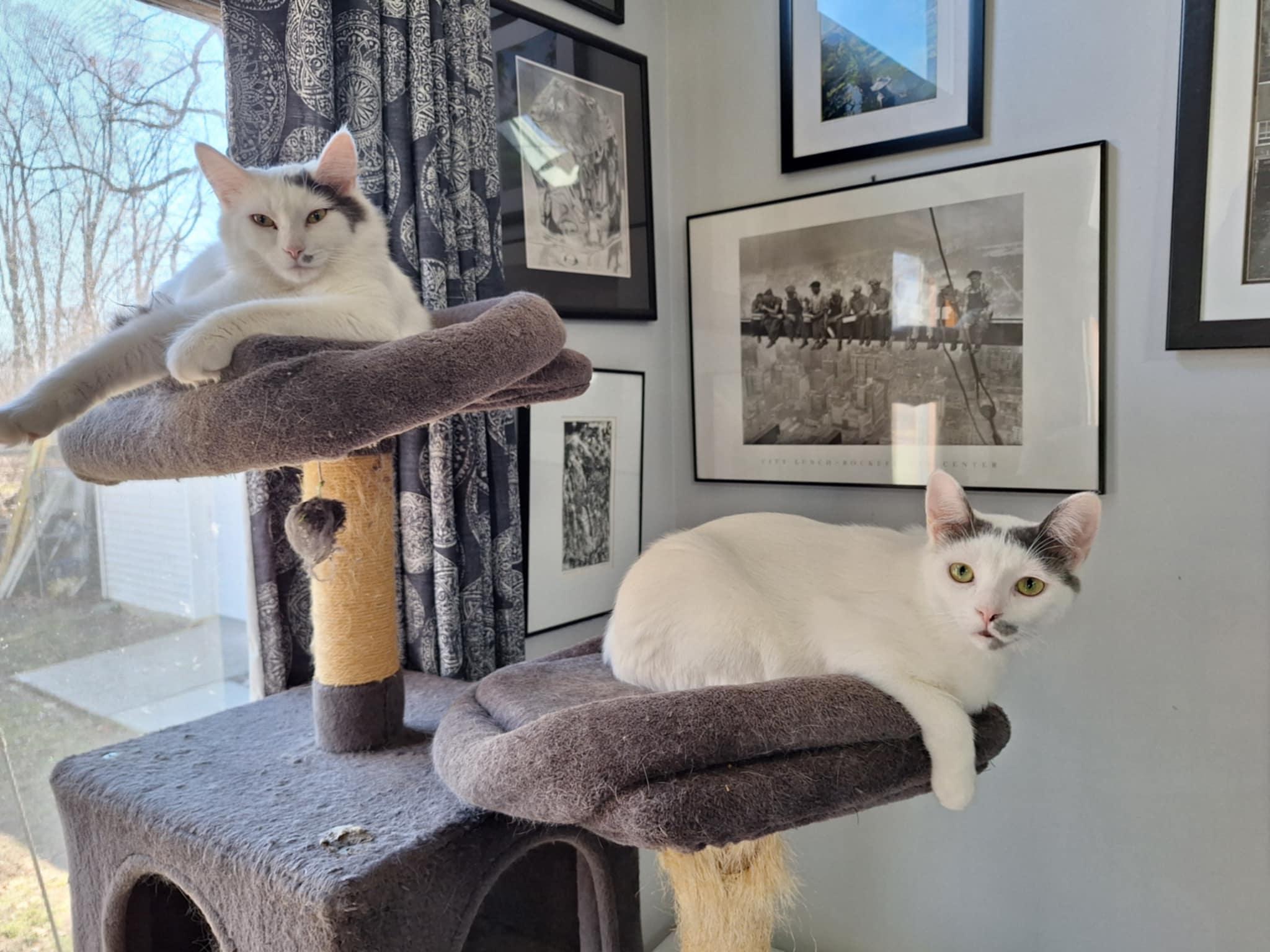Enlarge Baxter, a Adoptable Domestic Short Hair in Garden City, MI image 1/2