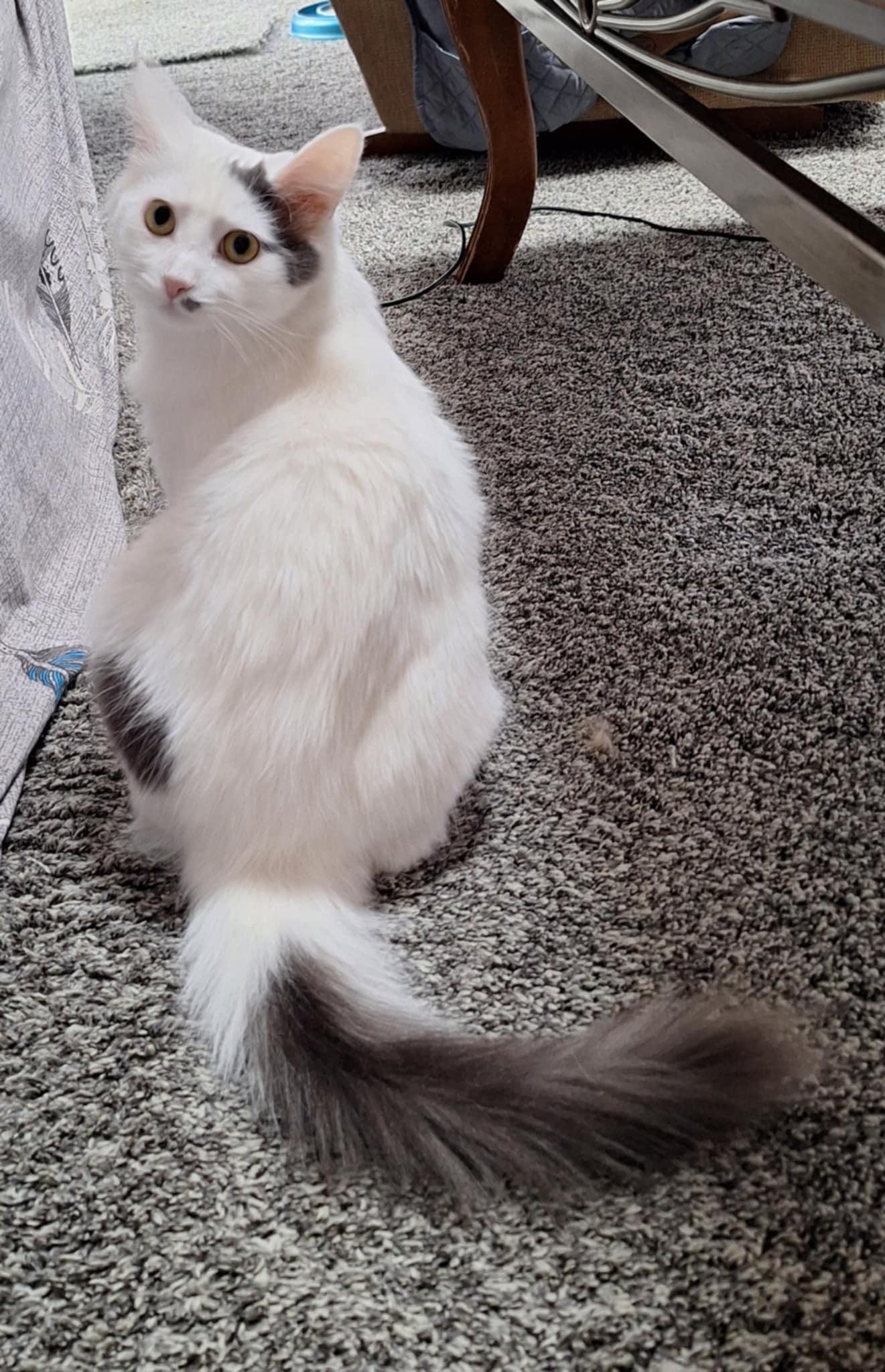 Enlarge Baxter, a Adoptable Domestic Short Hair in Garden City, MI image 2/2