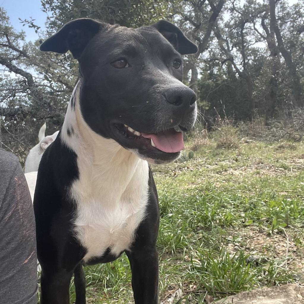 River, a Adoptable Terrier in Austin, TX image 5/6
