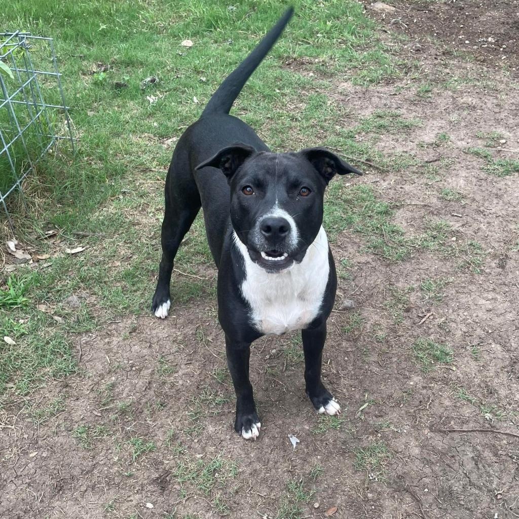 River, a Adoptable Terrier in Austin, TX image 2/6