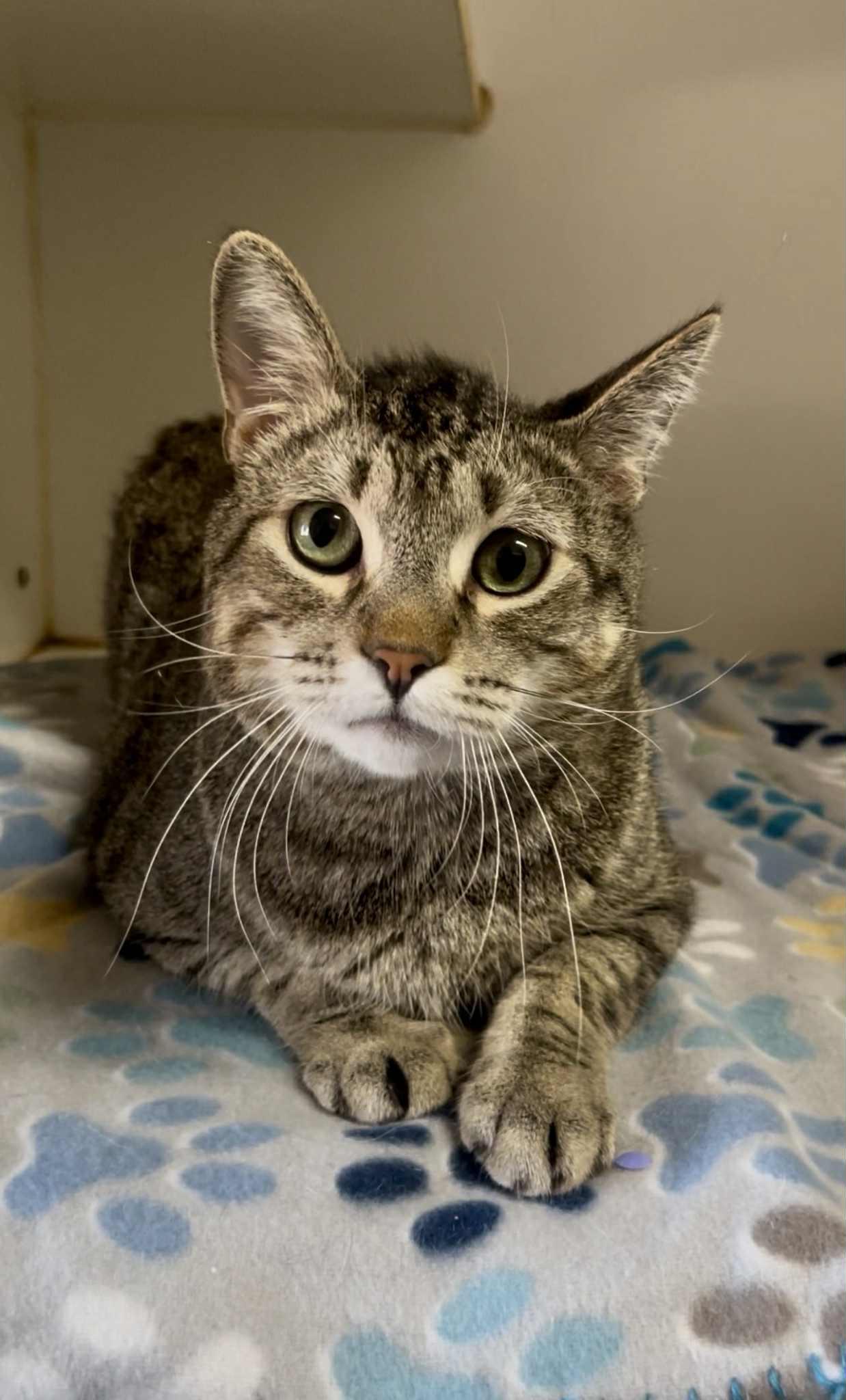 Raccoon, Adoptable, Kitten Male Domestic Short Hair.