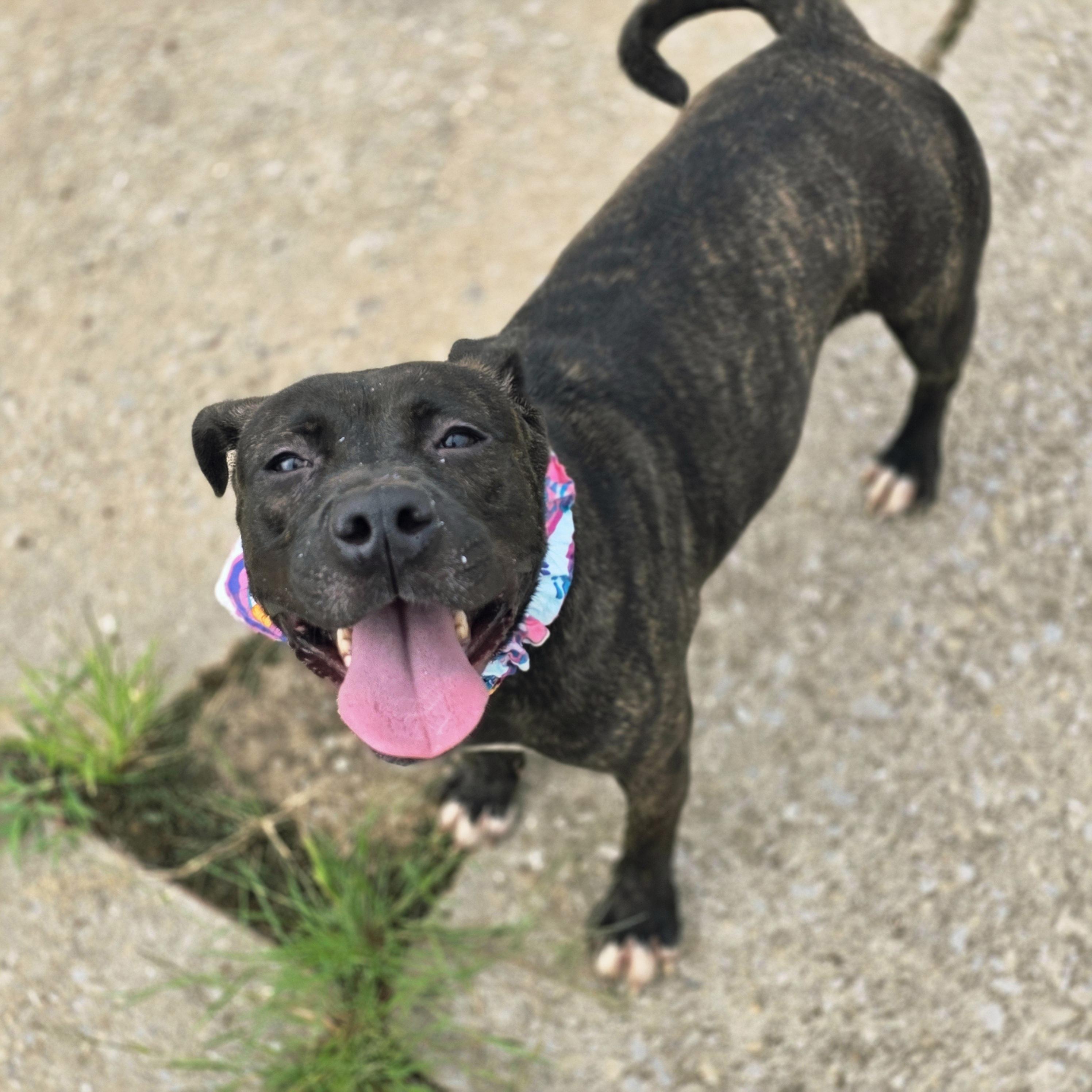 Enlarge Lana, a Adoptable mixed breed in PHILADELPHIA, TN image 1/1