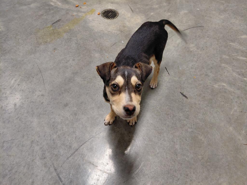 Foster, Adoptable, Puppy Male Mixed Breed.