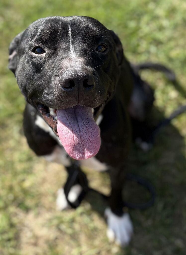 Enlarge Blade, an adoptable Mixed Breed in Jackson, MI image 2/4