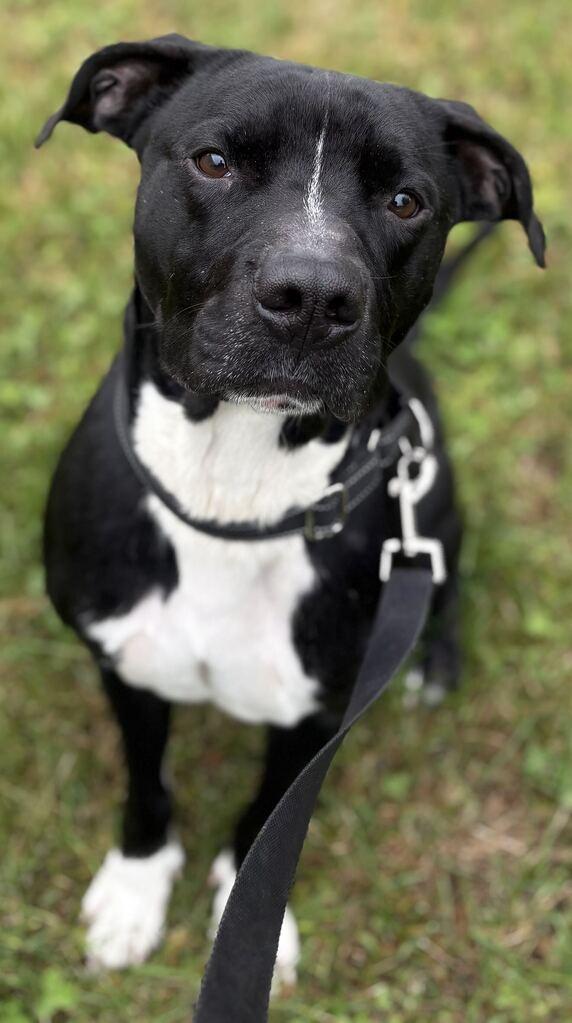 Enlarge Blade, a Adoptable Mixed Breed in Jackson, MI image 3/5