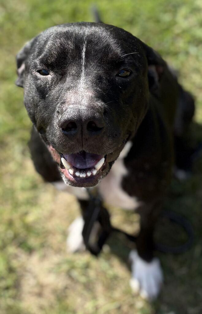 Enlarge Blade, an adoptable Mixed Breed in Jackson, MI image 4/4