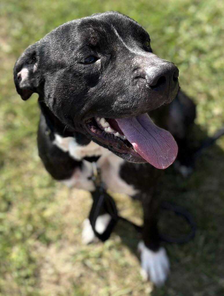 Enlarge Blade, an adoptable Mixed Breed in Jackson, MI image 3/4
