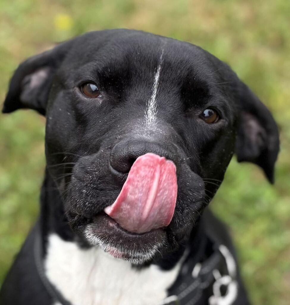 Enlarge Blade, a Adoptable Mixed Breed in Jackson, MI image 5/5