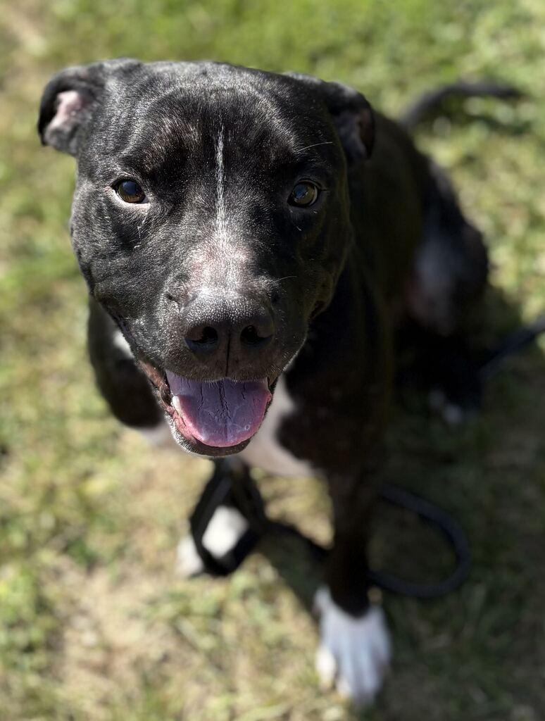 Blade, adoptable, Adult Male Mixed Breed.