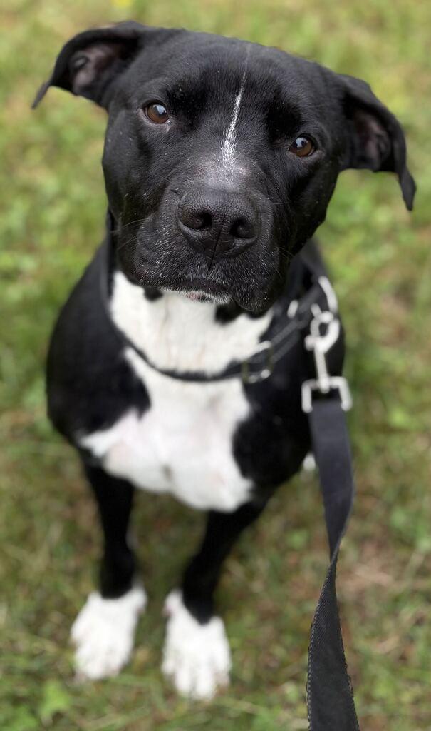 Enlarge Blade, a Adoptable Mixed Breed in Jackson, MI image 4/5