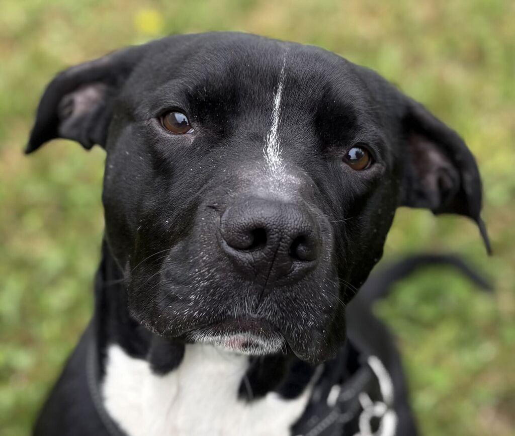Blade, Adoptable, Adult Male Mixed Breed.