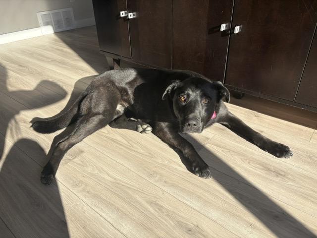 Molly, a ADOPTABLE mixed breed in Saskatoon, SK image 2/6