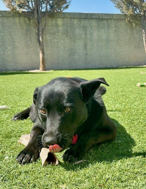 Molly, a ADOPTABLE mixed breed in Saskatoon, SK image 1/6