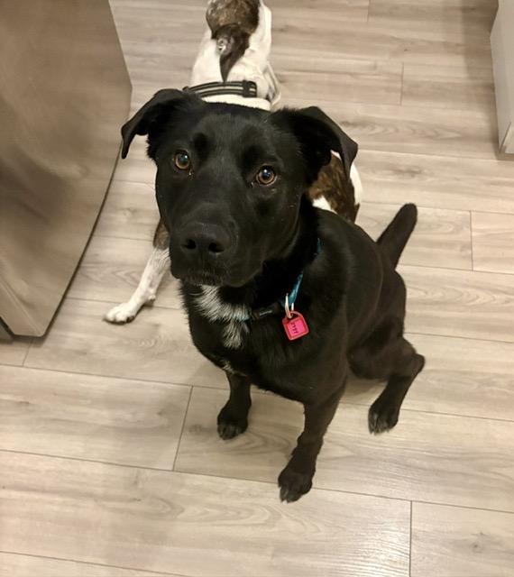 Molly, a ADOPTABLE mixed breed in Saskatoon, SK image 3/6
