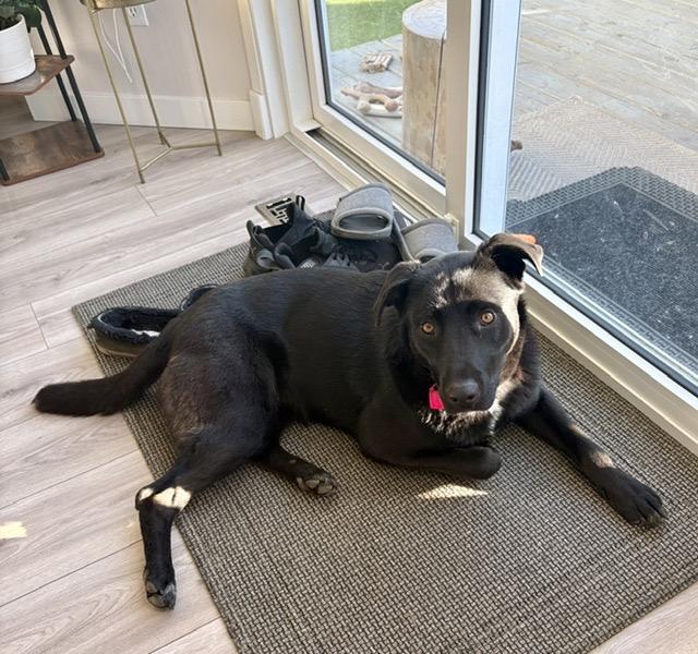 Molly, a ADOPTABLE mixed breed in Saskatoon, SK image 5/6