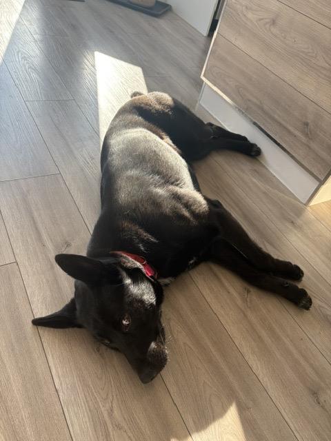 Molly, a ADOPTABLE mixed breed in Saskatoon, SK image 6/6