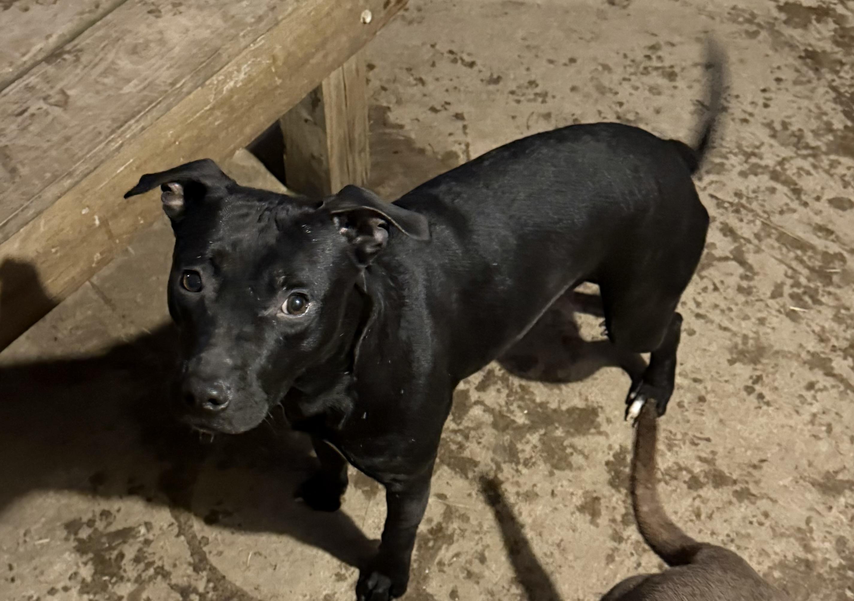 Enlarge Phoebe, a Adoptable Pit Bull Terrier in Greenfield, OH image 2/4
