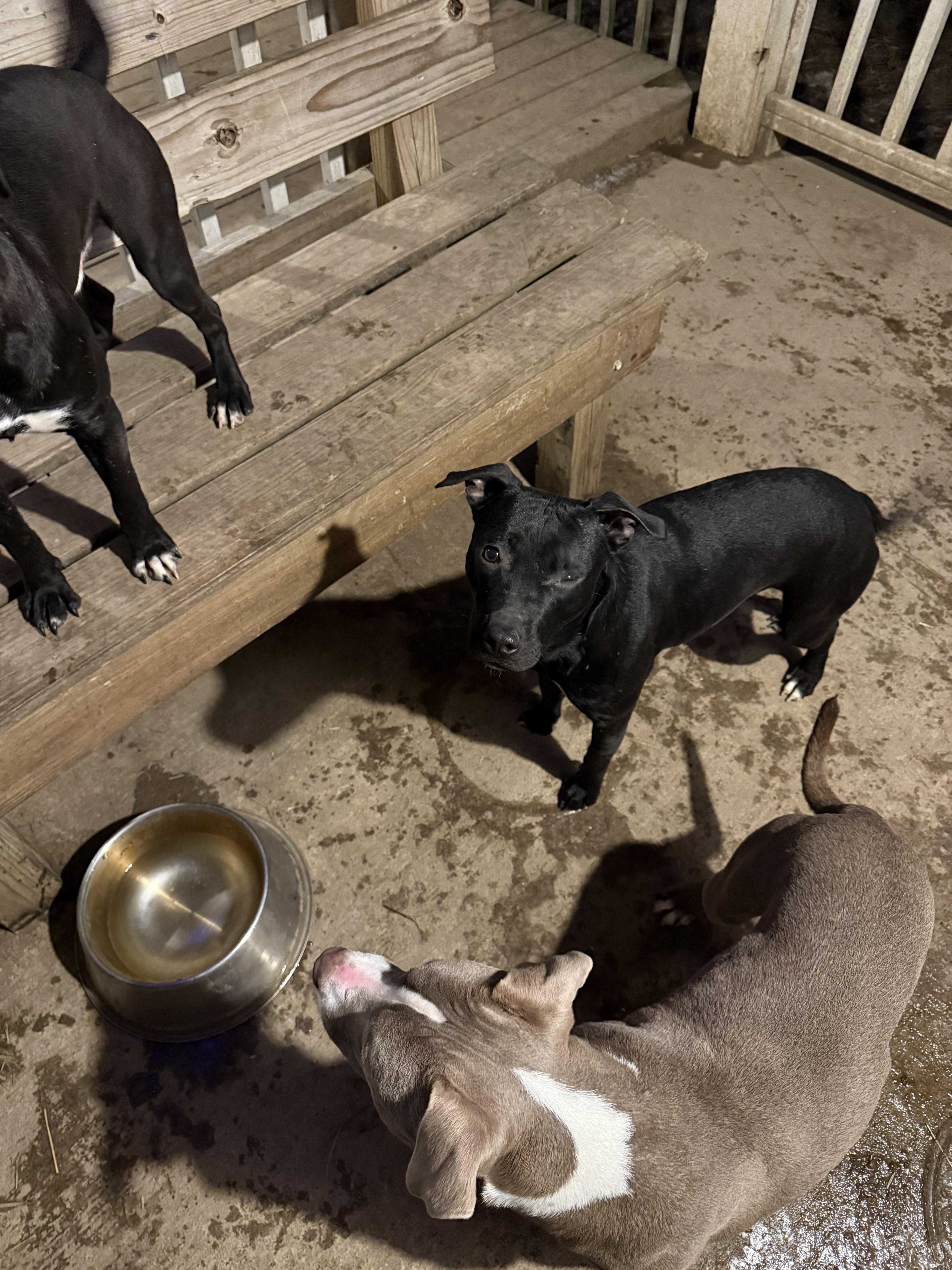 Enlarge Phoebe, a Adoptable Pit Bull Terrier in Greenfield, OH image 3/4