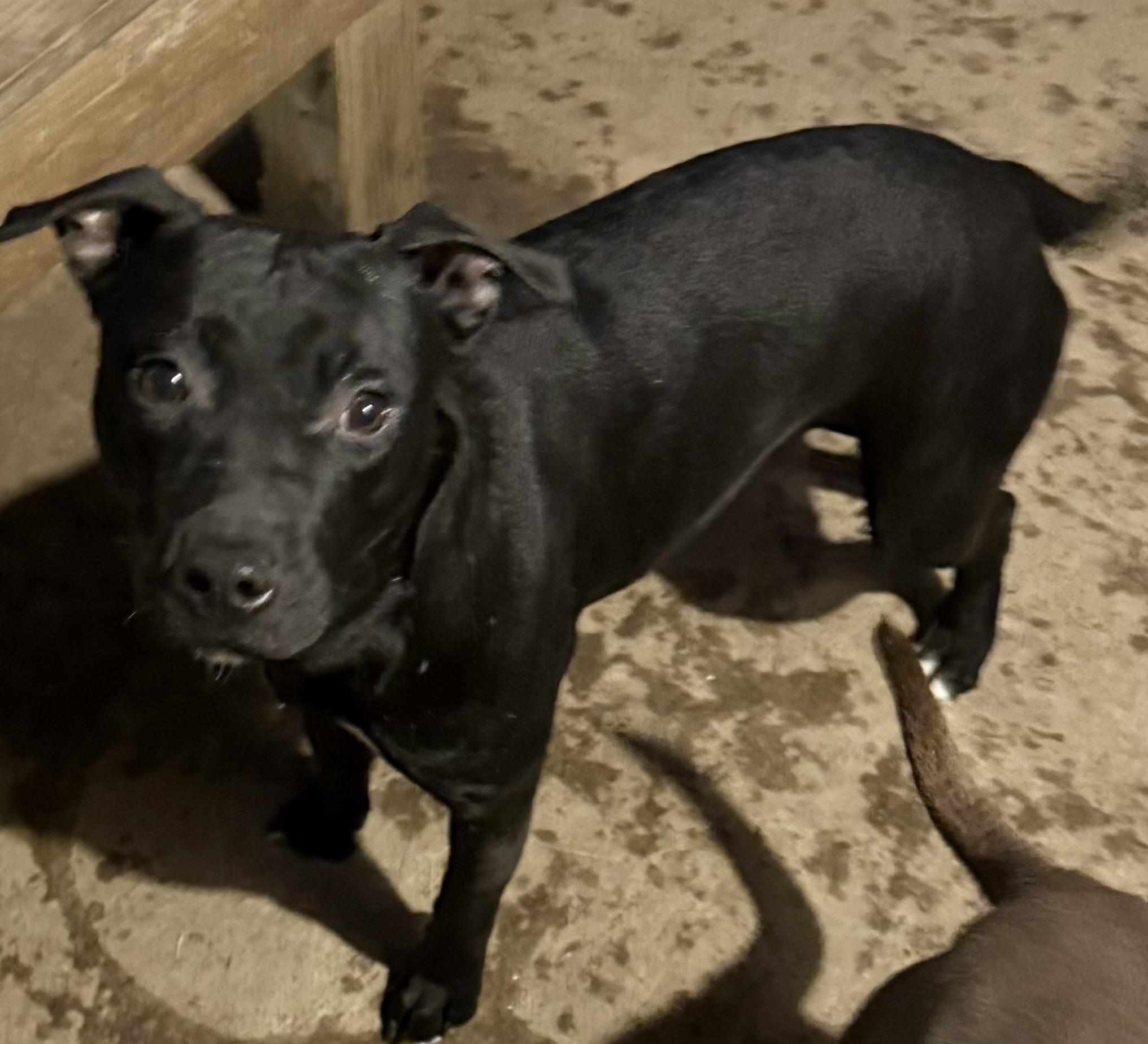 Enlarge Phoebe, a Adoptable Pit Bull Terrier in Greenfield, OH image 1/4