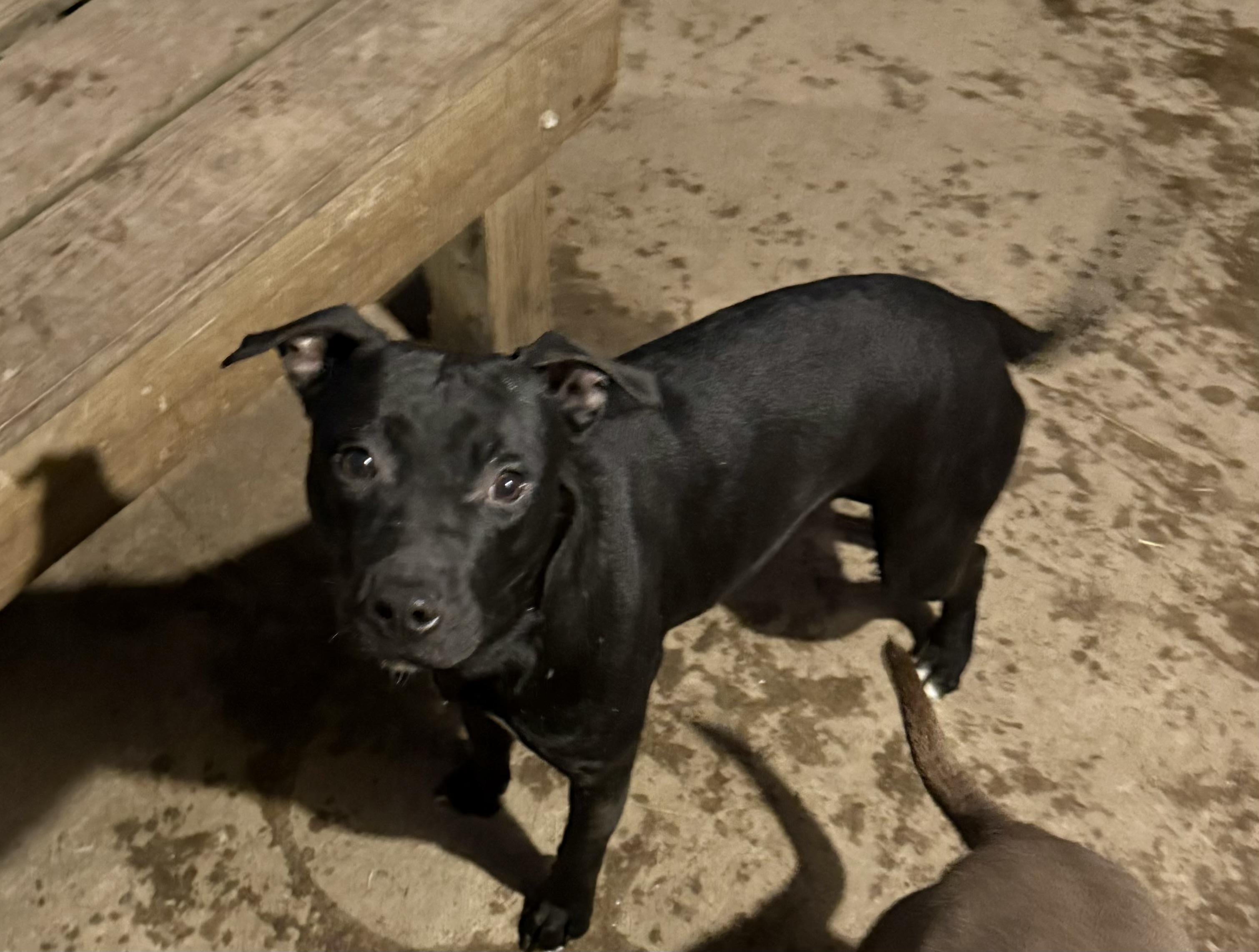 Enlarge Phoebe, a Adoptable Pit Bull Terrier in Greenfield, OH image 4/4