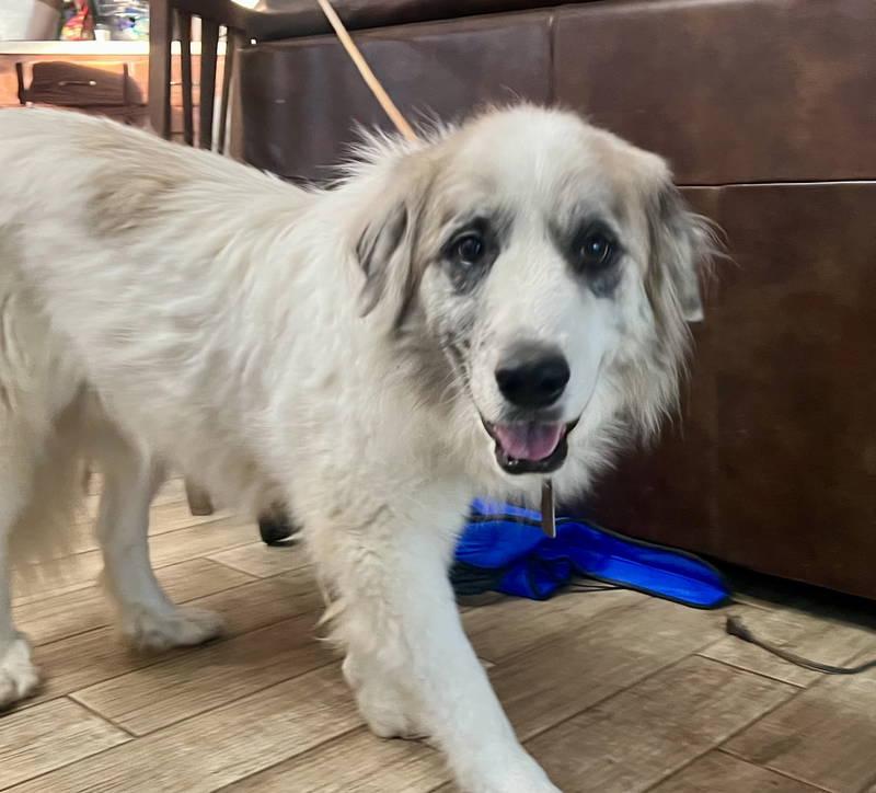 Tucker — thumbnail 11