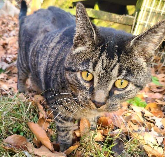 Geno, a Adoptable Domestic Short Hair in Leonardtown, MD image 1/6