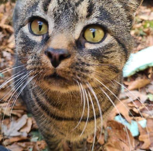 Geno, a Adoptable Domestic Short Hair in Leonardtown, MD image 2/6