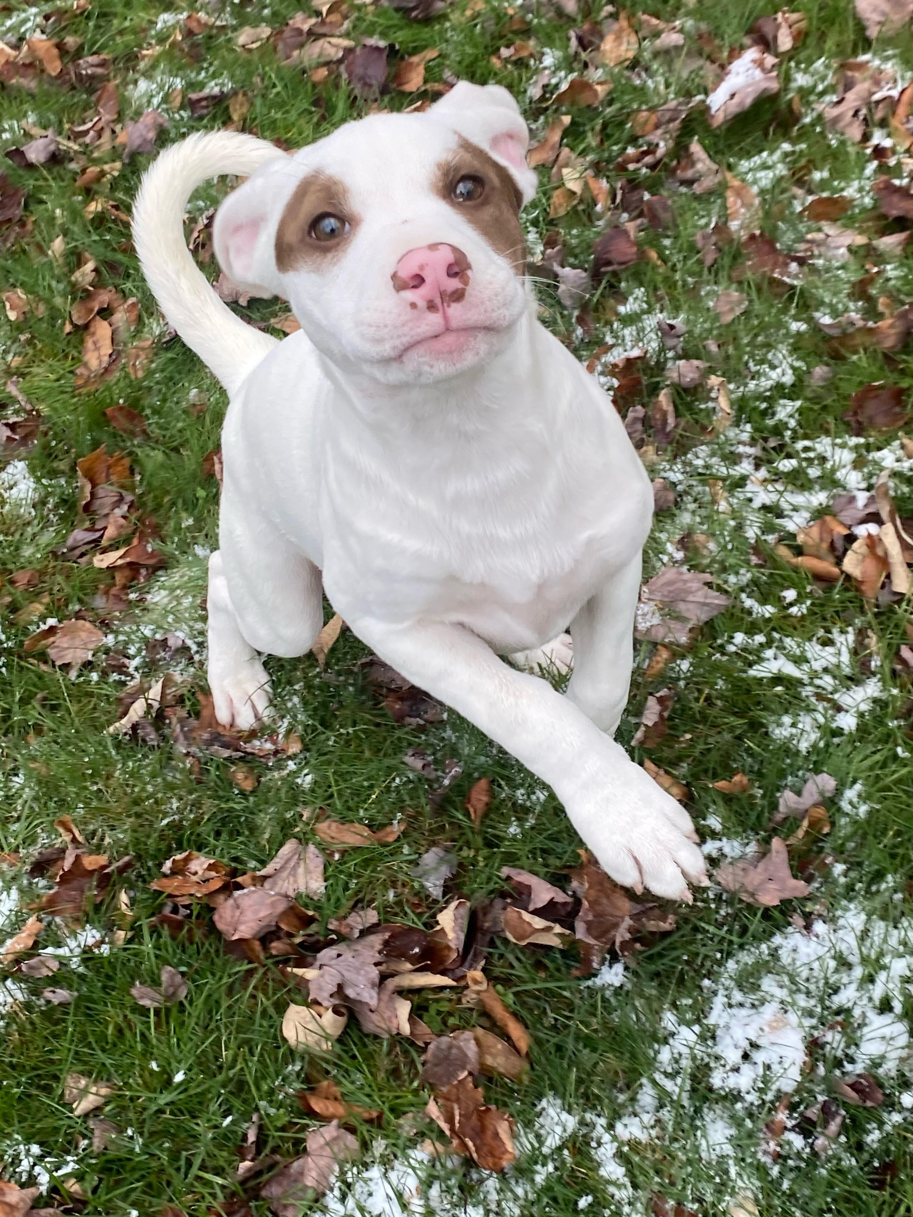 Asti, Adoptable, Puppy Female American Bulldog & Husky.