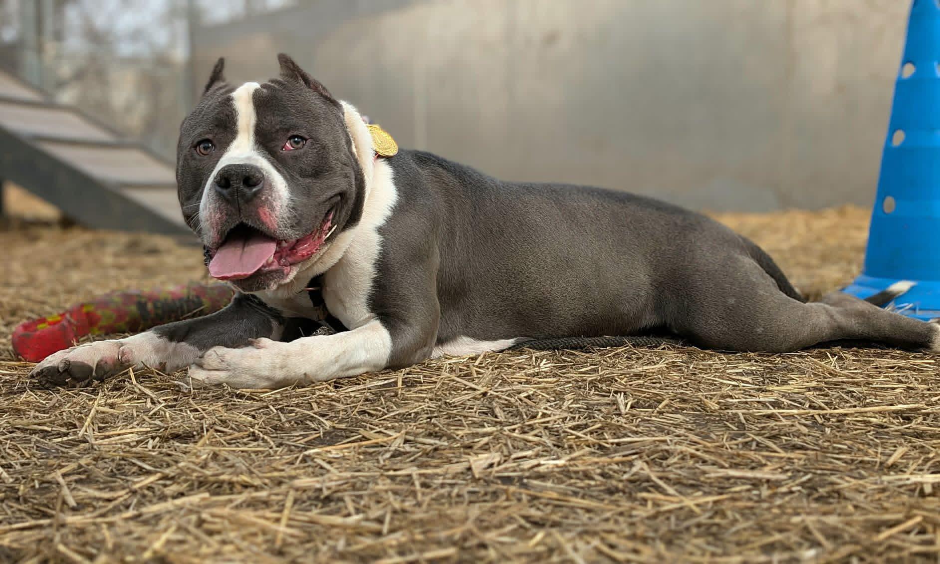 Maloney — thumbnail 2