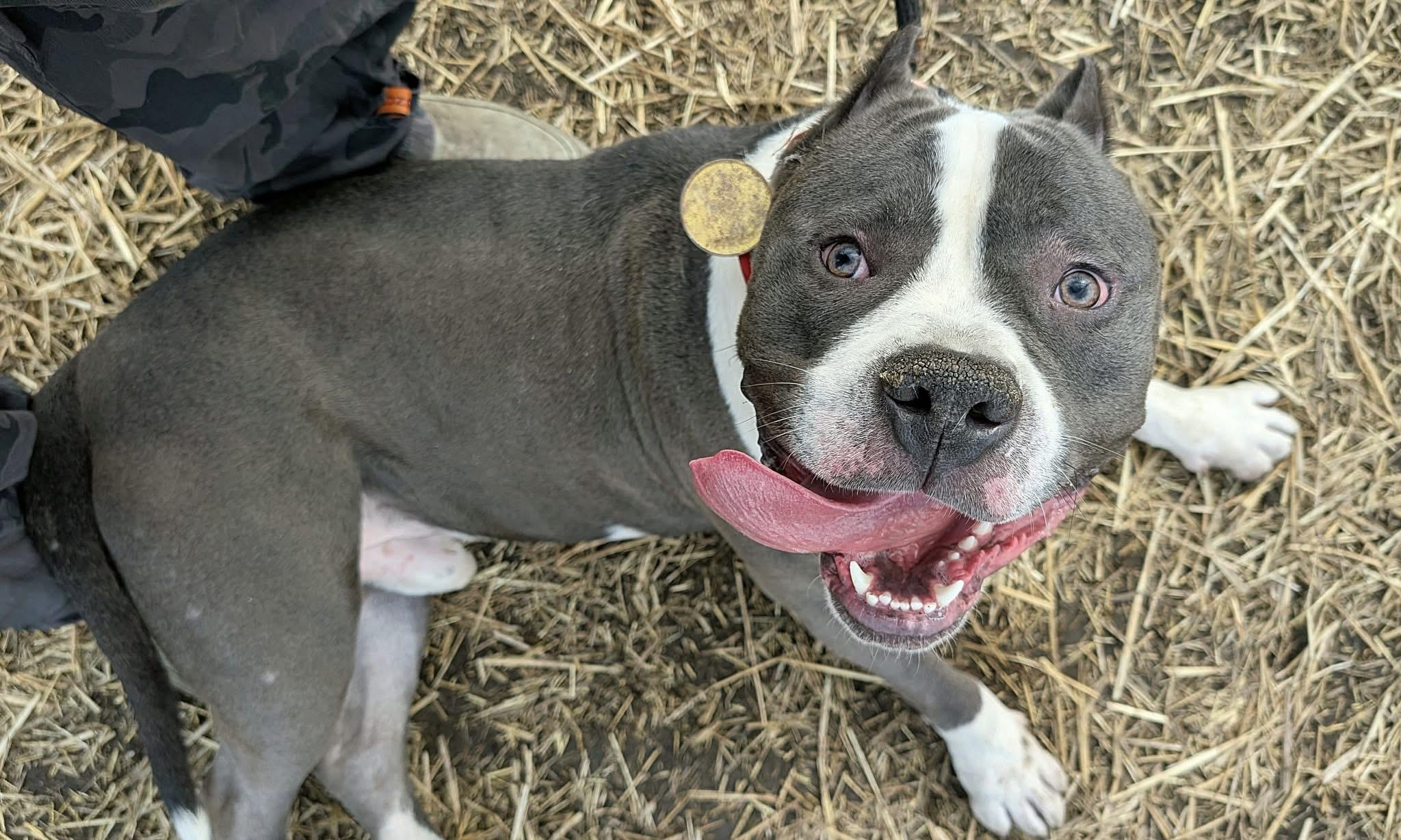 Maloney — thumbnail 3