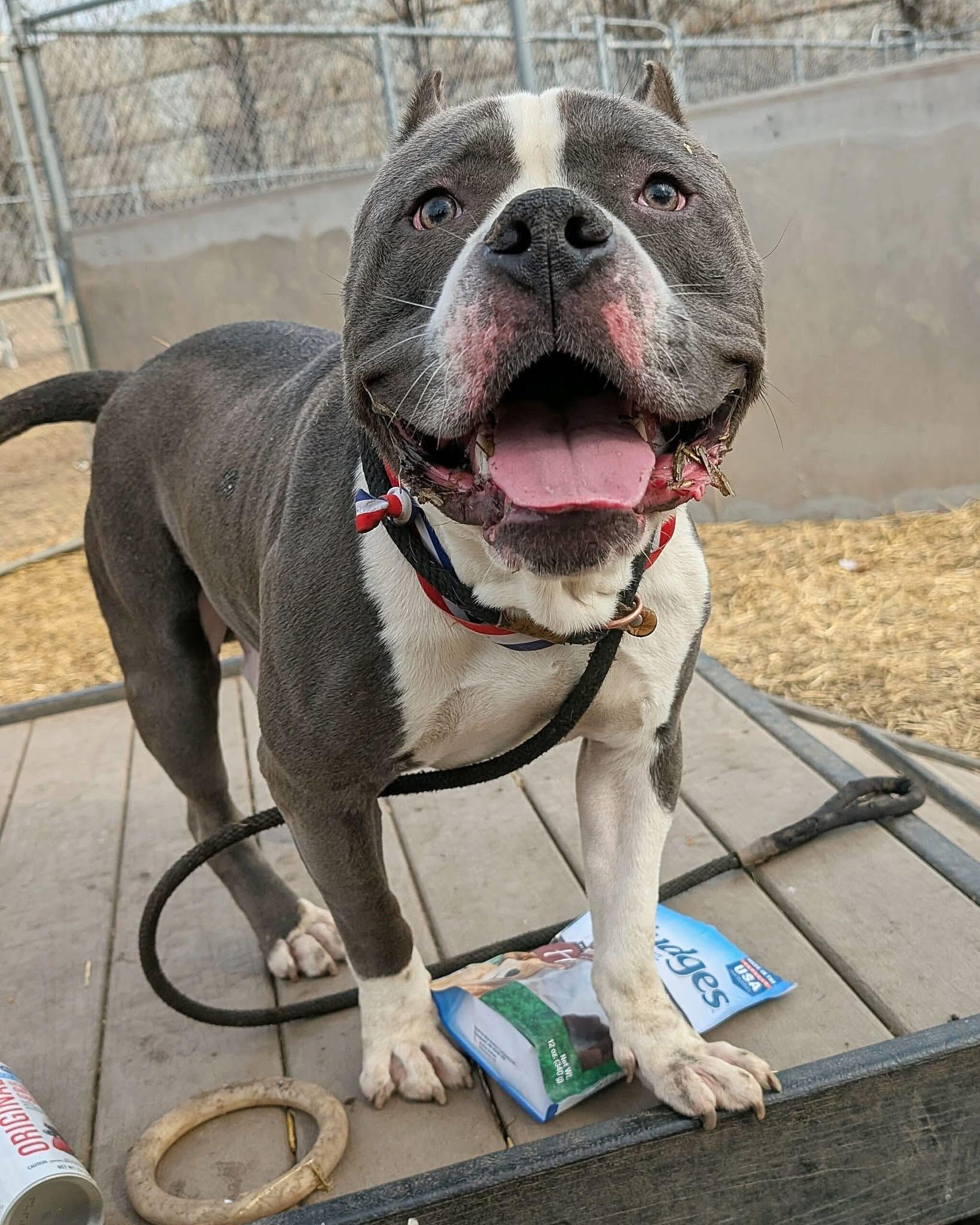 Maloney — thumbnail 4