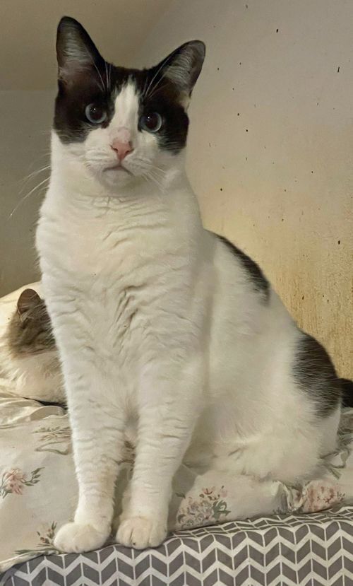 Enlarge Megan, a Adoptable mixed breed in Palo Cedro, CA image 1/1