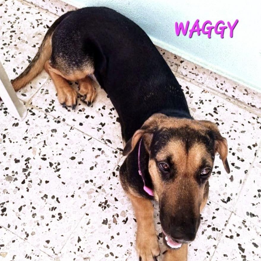 WAGGY (LOVES KIDS) in NY photo