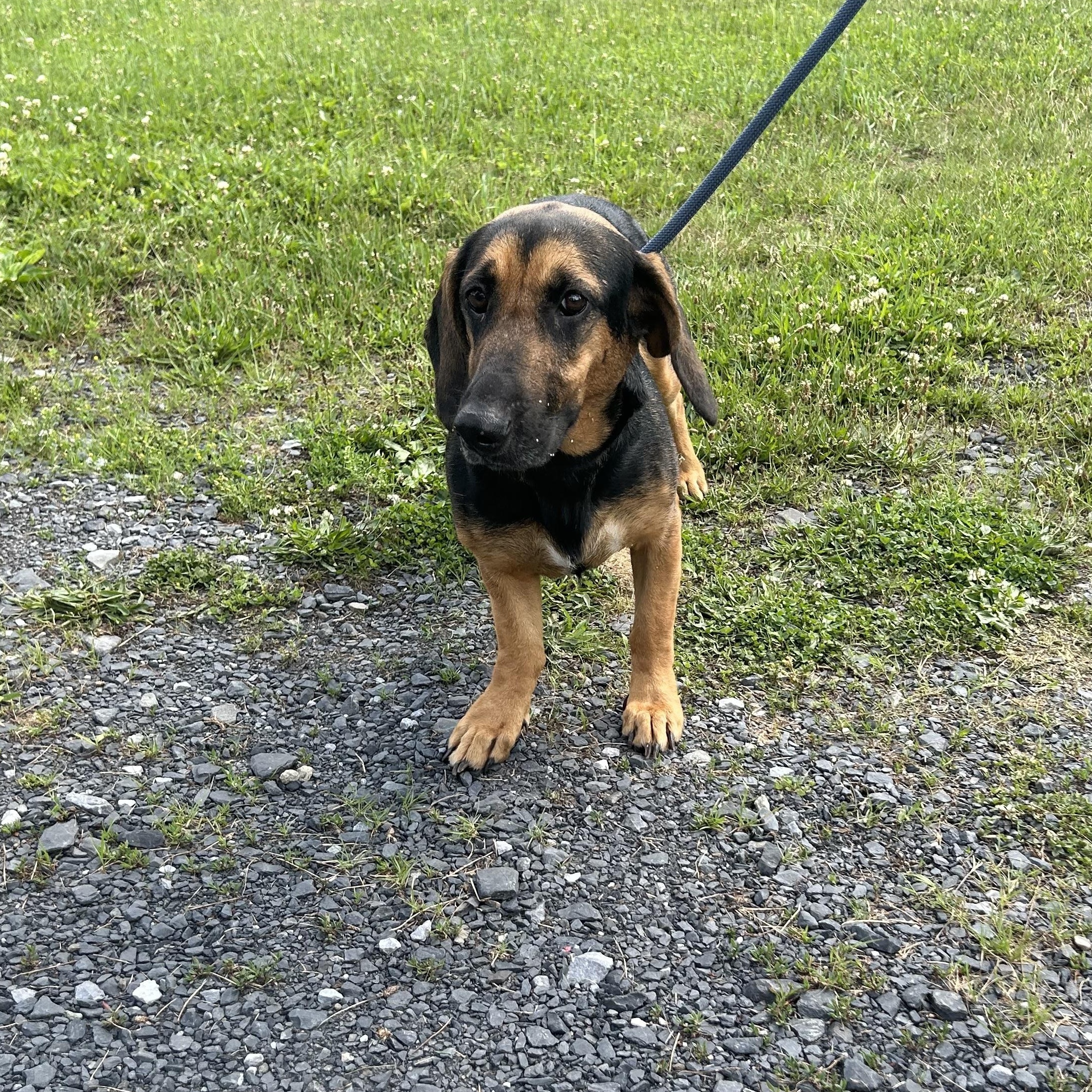 Enlarge WAGGY (LOVES KIDS) in NY, a Adoptable mixed breed in New York, NY image 5/5