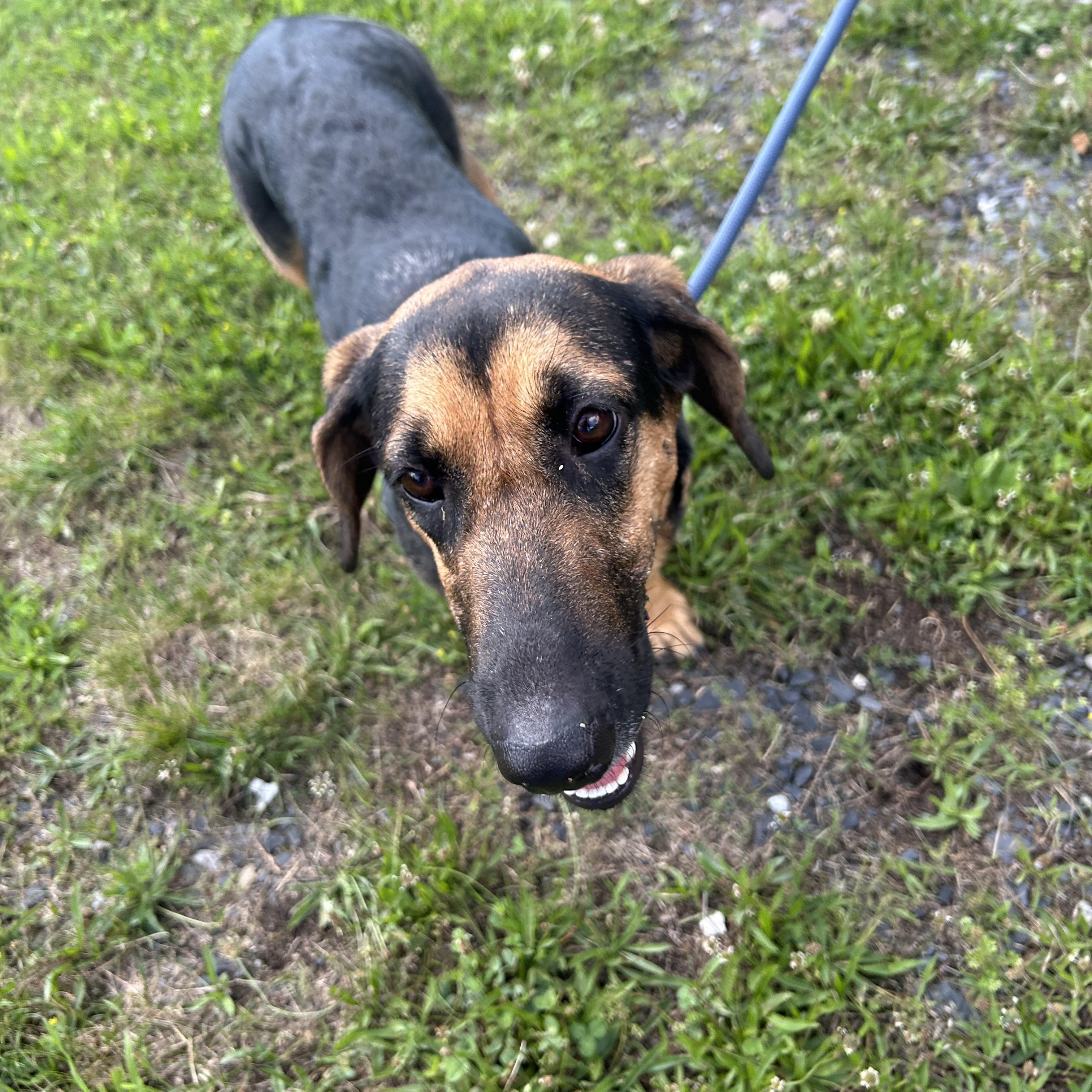 Enlarge WAGGY (LOVES KIDS) in NY, a Adoptable mixed breed in New York, NY image 2/5