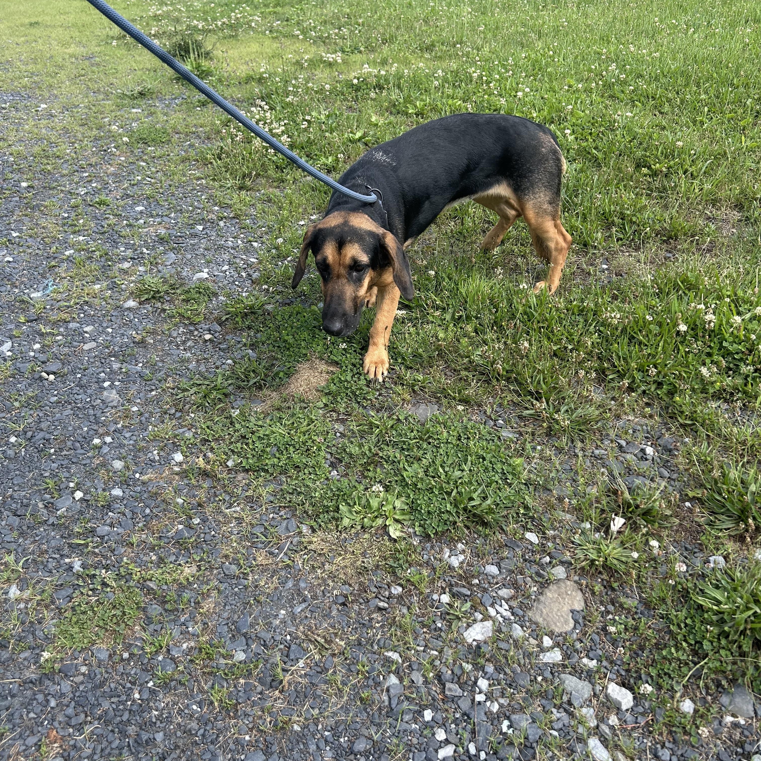 Enlarge WAGGY (LOVES KIDS) in NY, a Adoptable mixed breed in New York, NY image 4/5