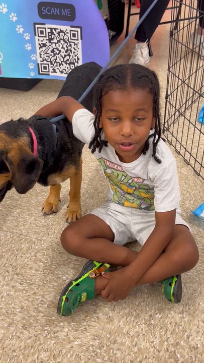 Enlarge WAGGY (LOVES KIDS) in NY, a Adoptable mixed breed in New York, NY video 3/5