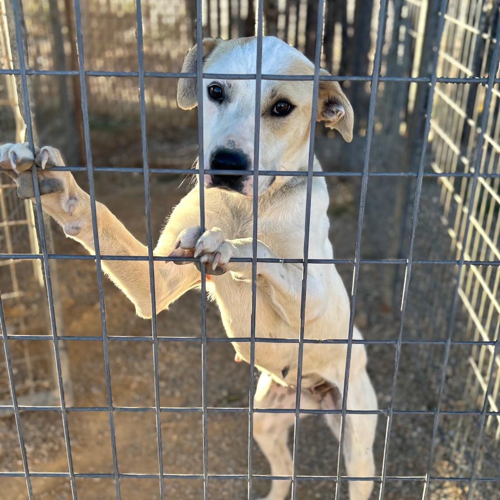 Enlarge Sandy, a Adoptable Mixed Breed in Taos, NM image 1/1