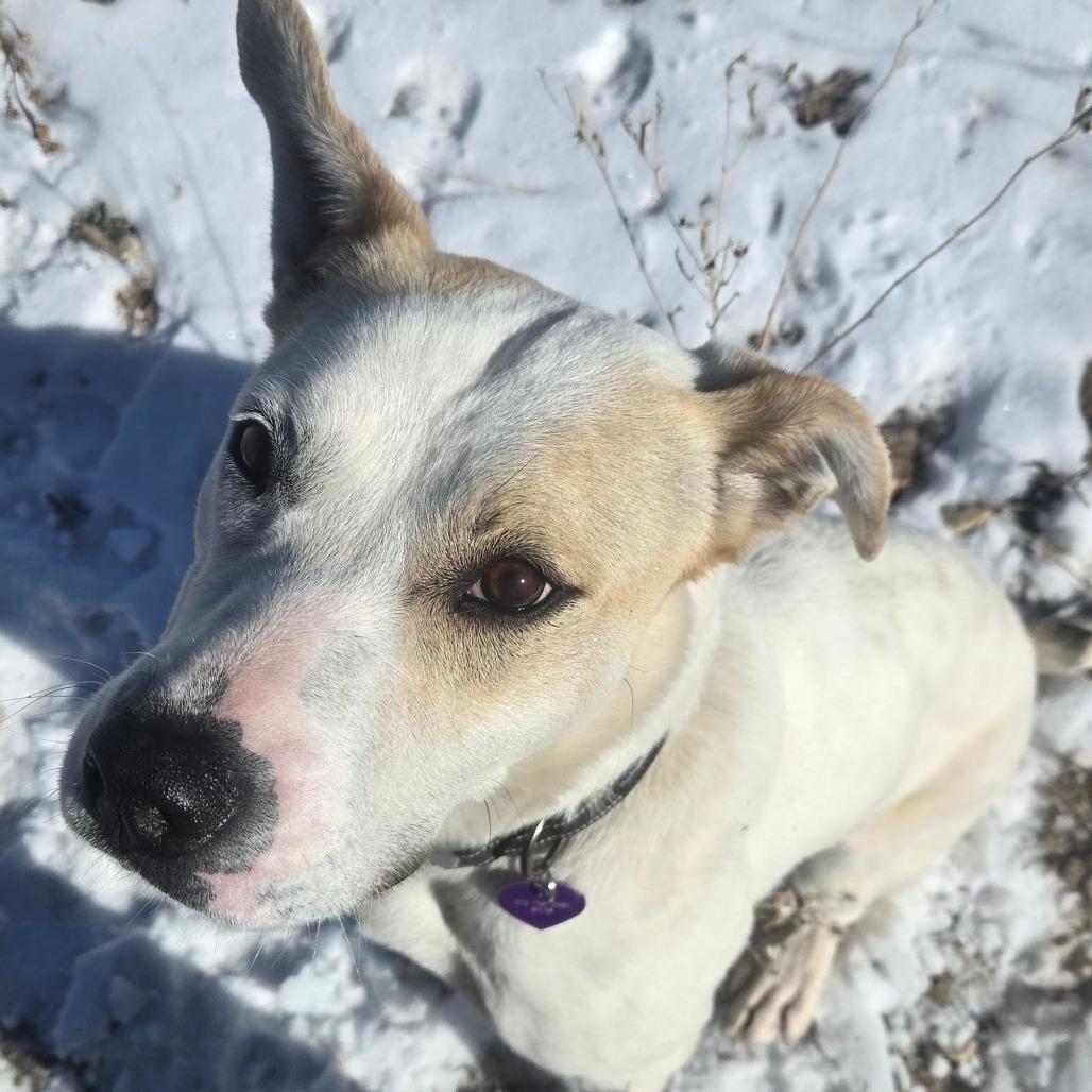 Enlarge Sandy, a Adoptable Mixed Breed in Taos, NM image 1/6