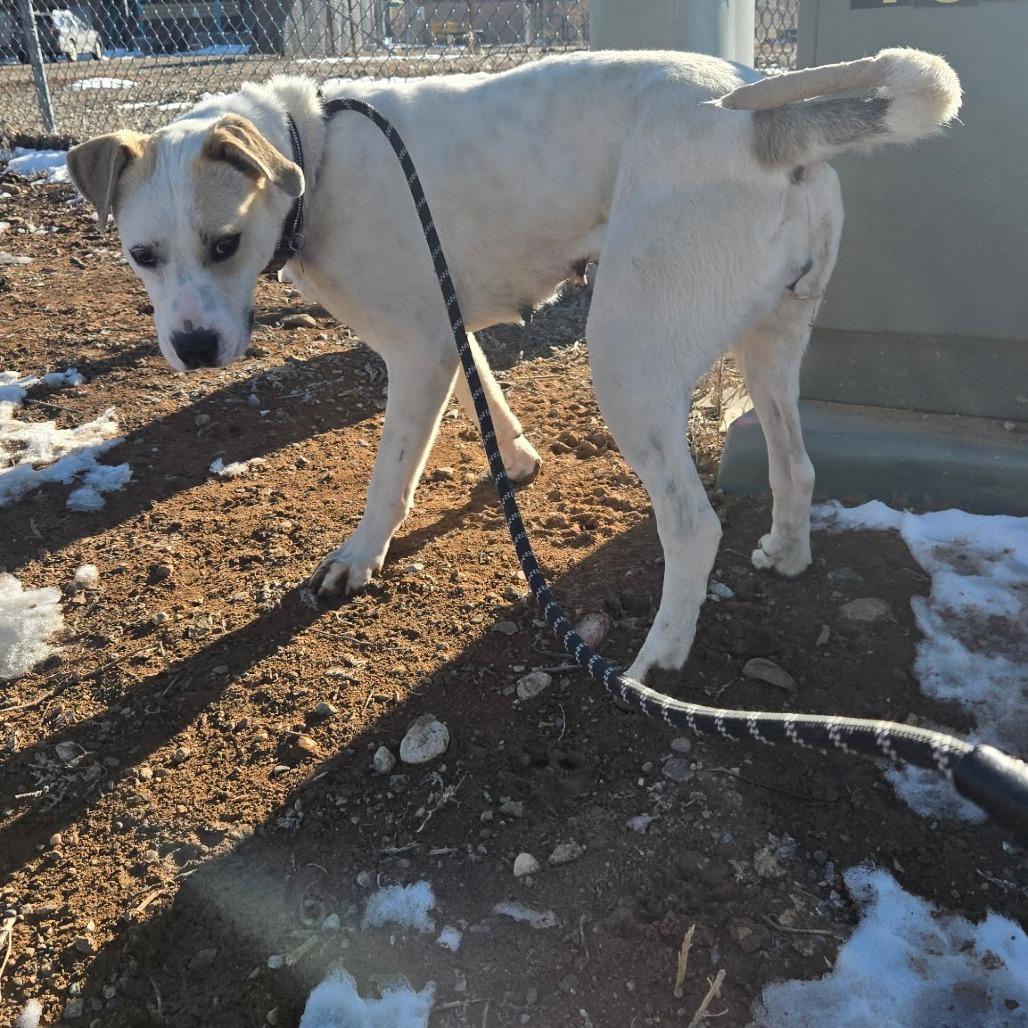 Enlarge Sandy, a Adoptable Mixed Breed in Taos, NM image 2/6