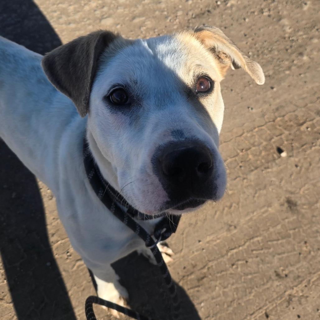 Enlarge Sandy, a Adoptable Mixed Breed in Taos, NM image 3/6