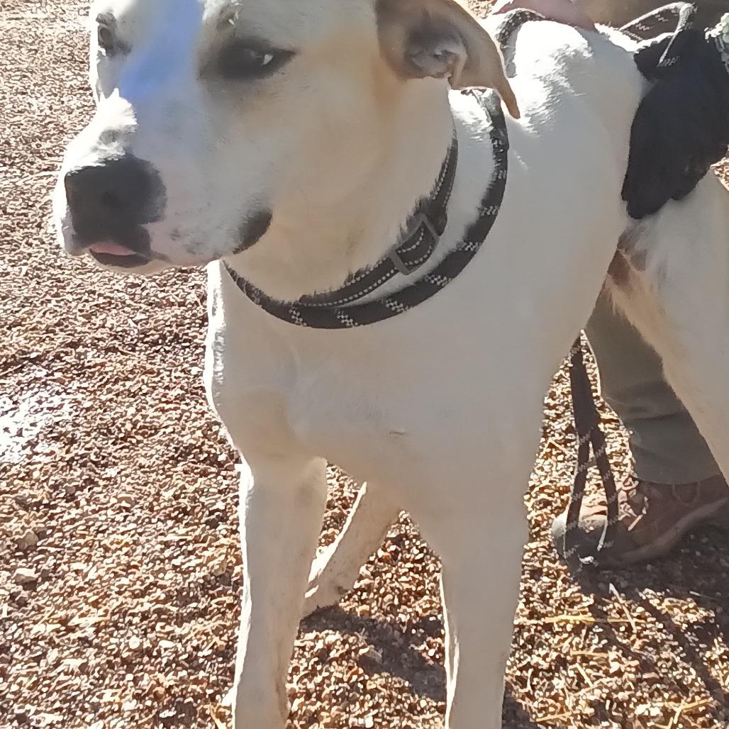 Sandy, Adoptable, Adult Female Mixed Breed.