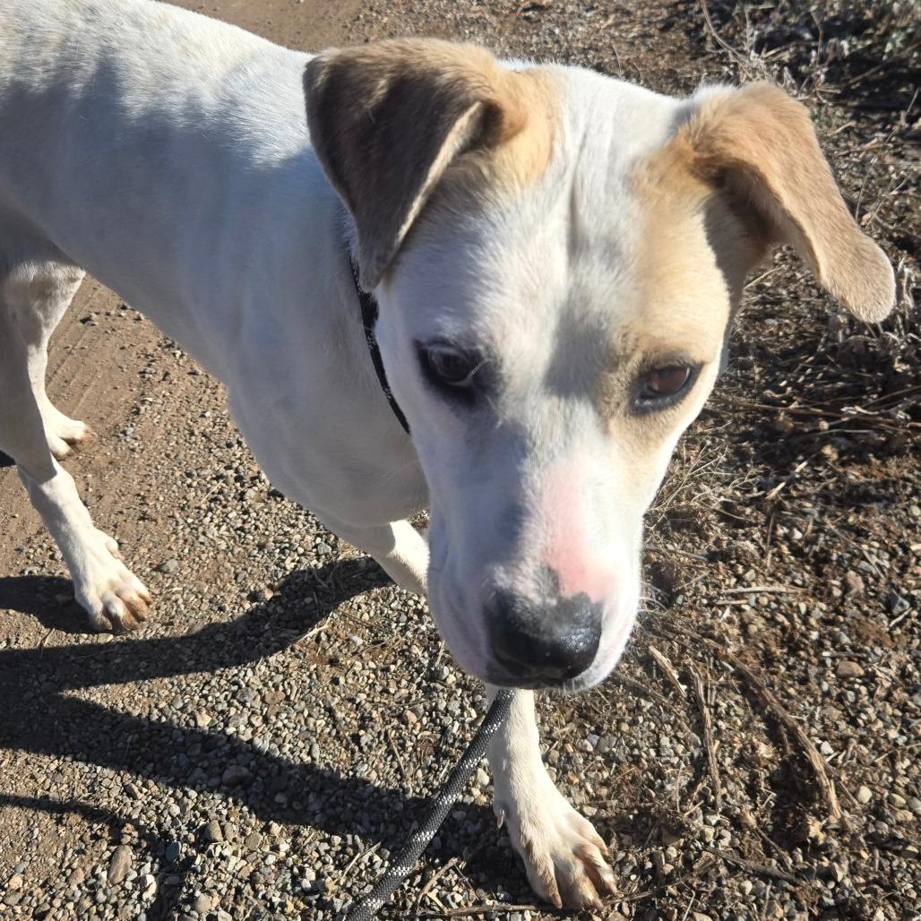 Enlarge Sandy, a Adoptable Mixed Breed in Taos, NM image 6/6