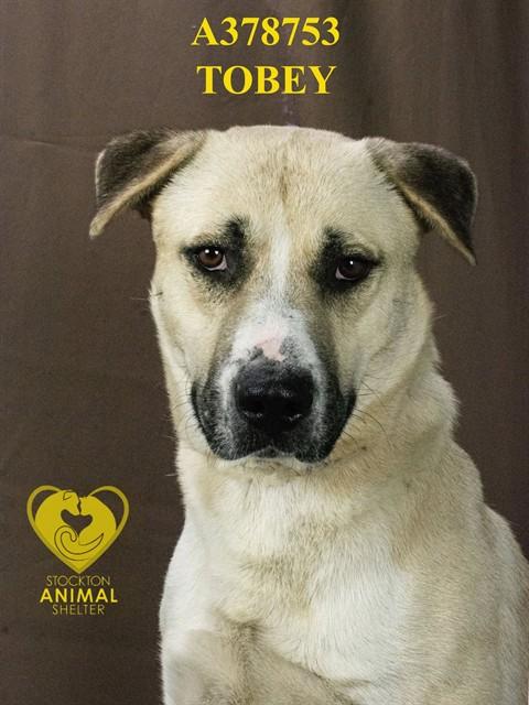 TOBEY, Adoptable, Young Male Anatolian Shepherd & Mixed Breed.
