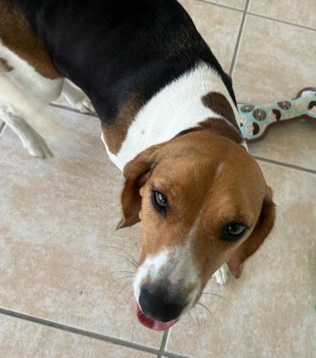 Dixie Lee, a Adoptable Beagle in Dunnellon, FL image 1/3